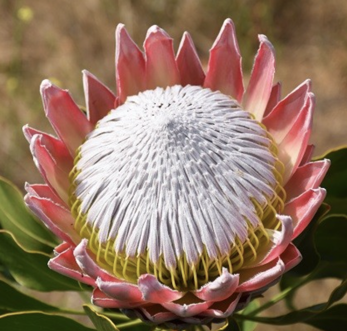 Protea (Valentine's Day Special)