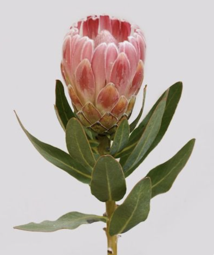 Screenshot 2026-01-31 at 8.20.57 PM.png