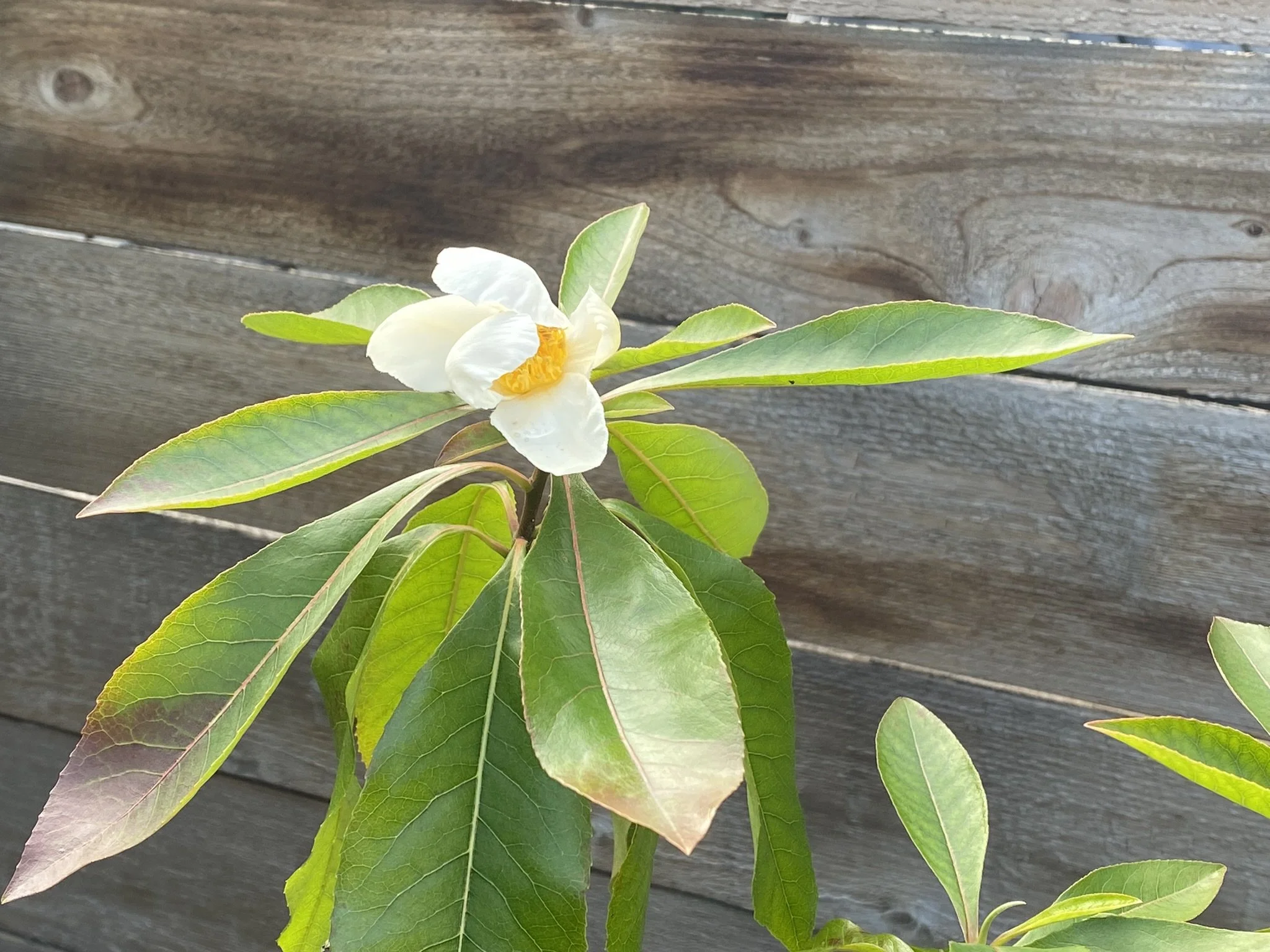 Dogwood and hand - garden design by Hazel Designs, Bellingham - Heather Saunders Photography