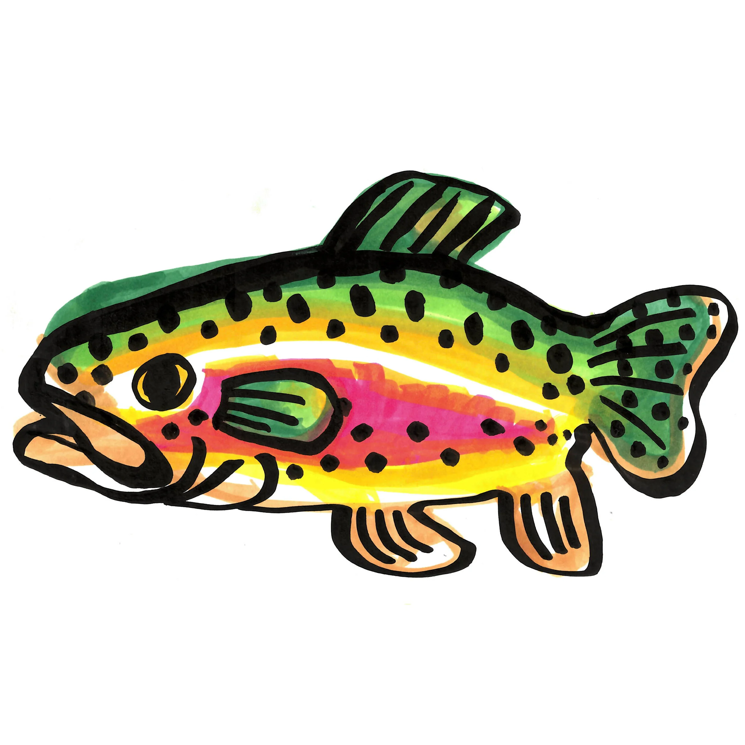 rainbow trout square.jpg