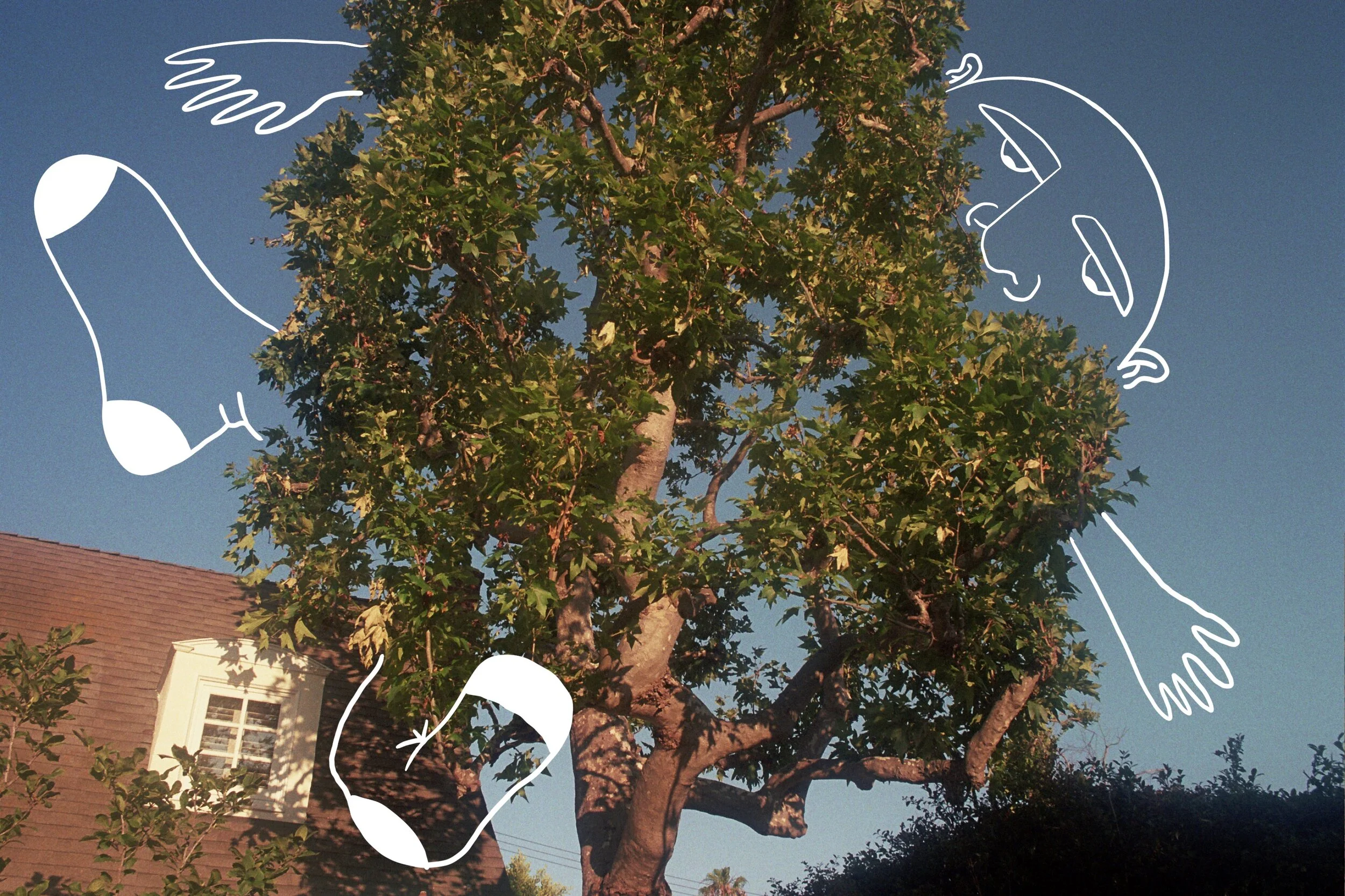 sycamore with doodle.jpg