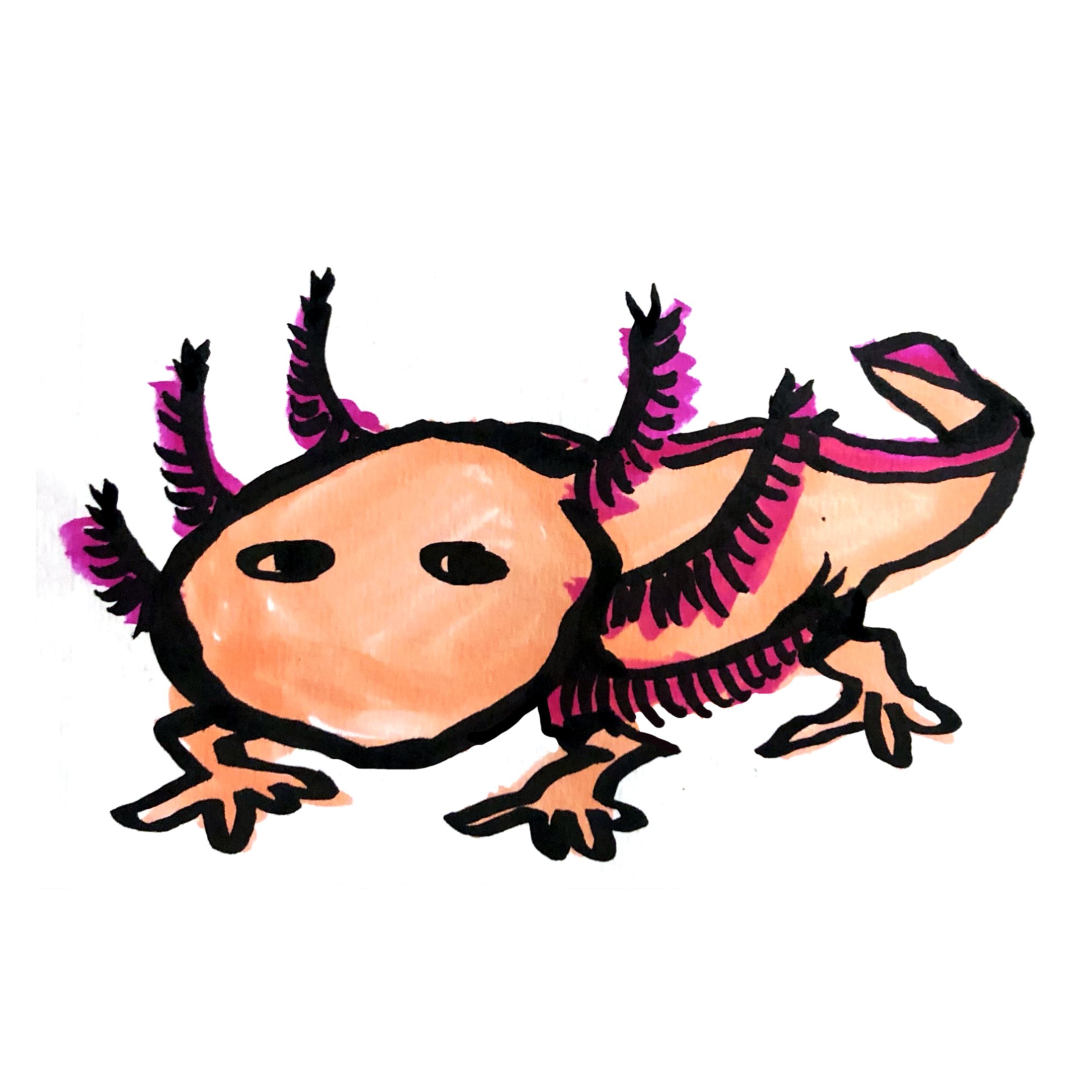 axolotl square.jpg