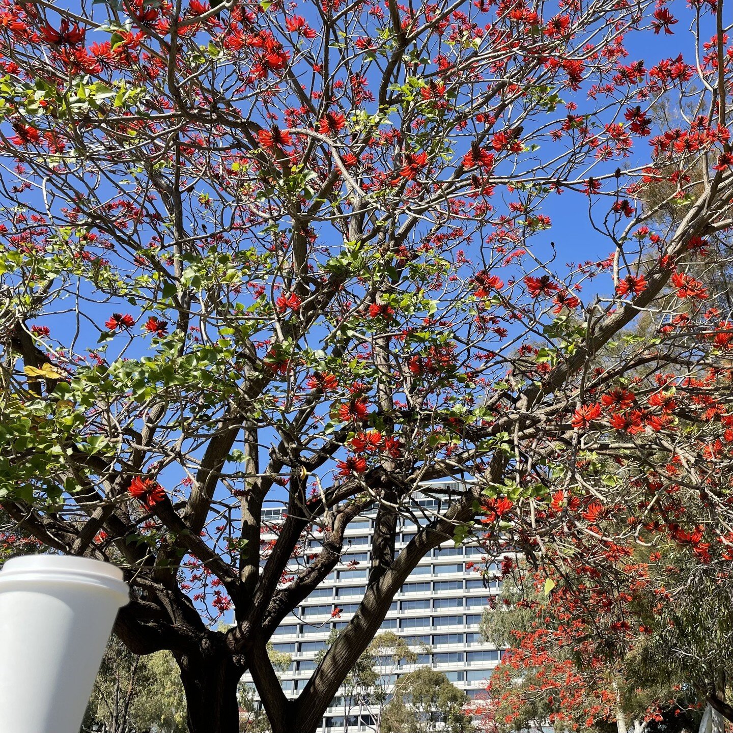 It&rsquo;s the first day of Spring, and we reckon that&rsquo;s reason enough to get out and enjoy a coffee in the sunshine! 🌞 🌞 🌞

#PerthLife #PerthPR #PRLife #TheMillsWilsonWay #WestPerth #Coffee #ScottysCafe