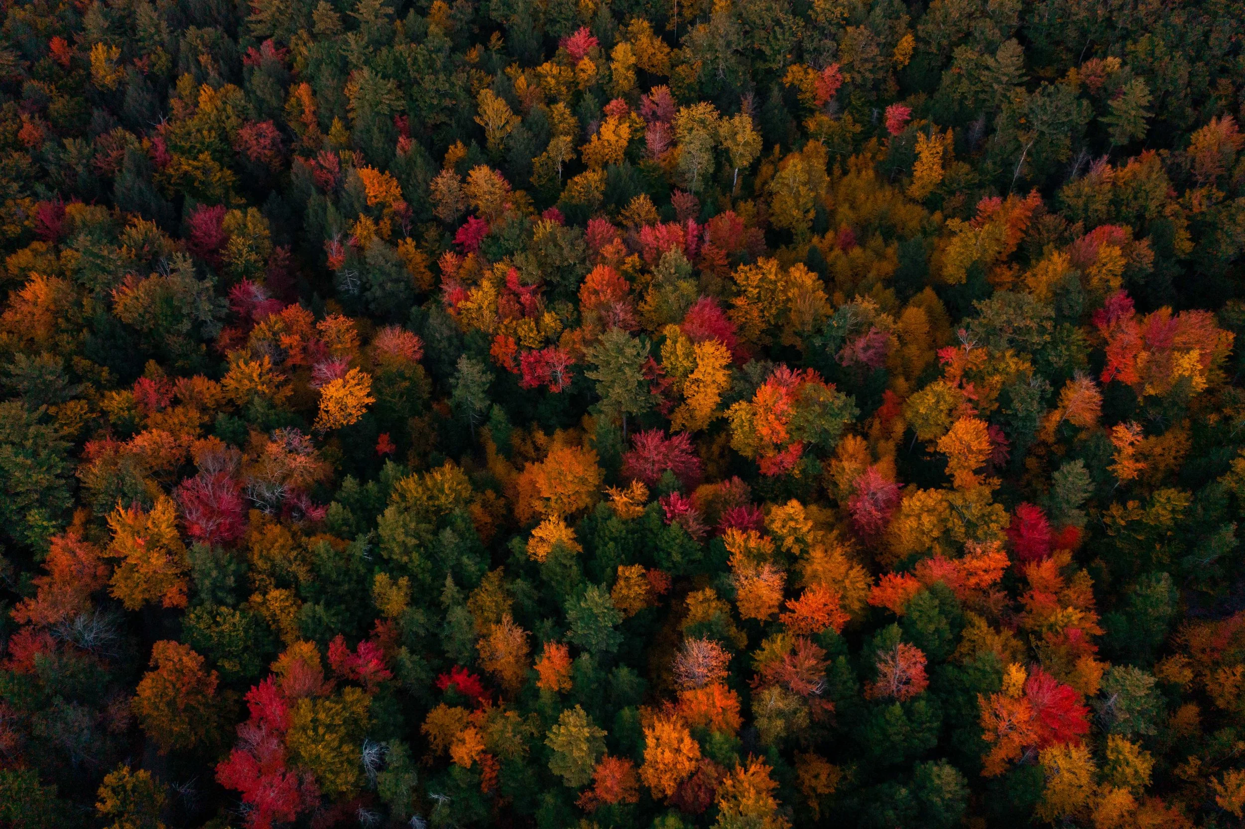 DJI_0663-2.jpg