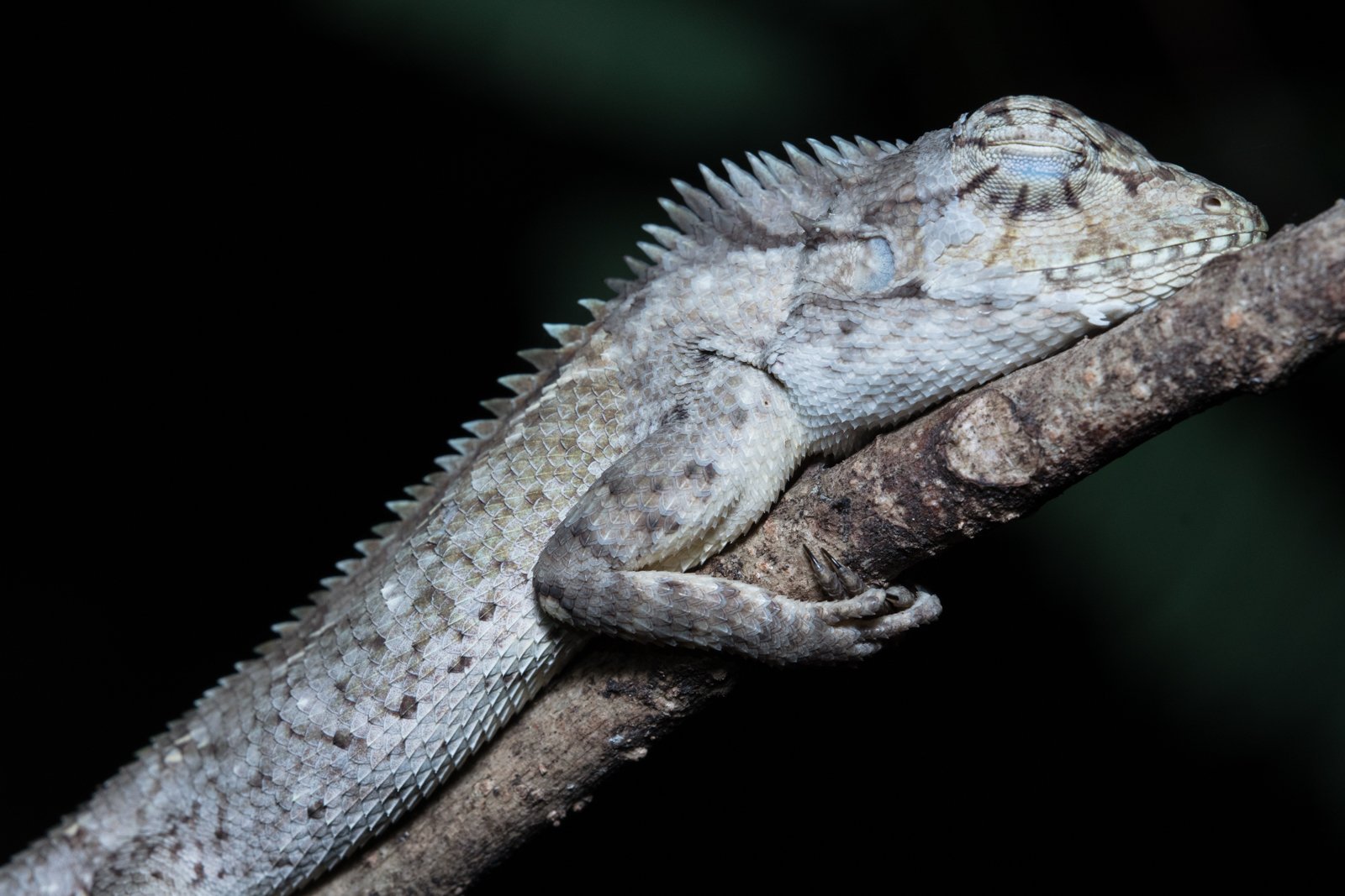 Calotes versicolor
Kanchanaburi Province - Thailand