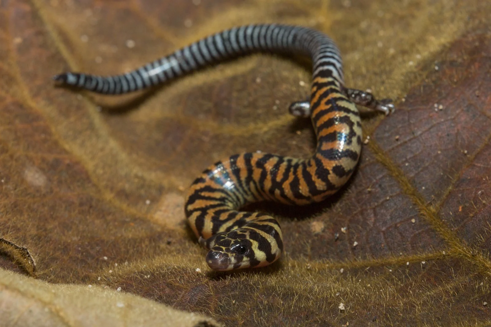 Lygosoma haroldyoungi
Vientiane Province - Laos