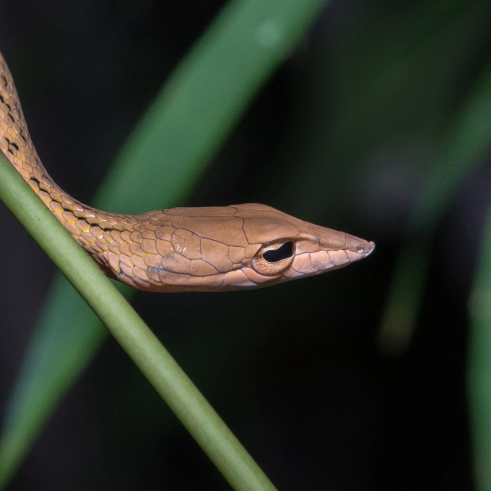 Ahaetulla prasina
Kanchanaburi Province - Thailand