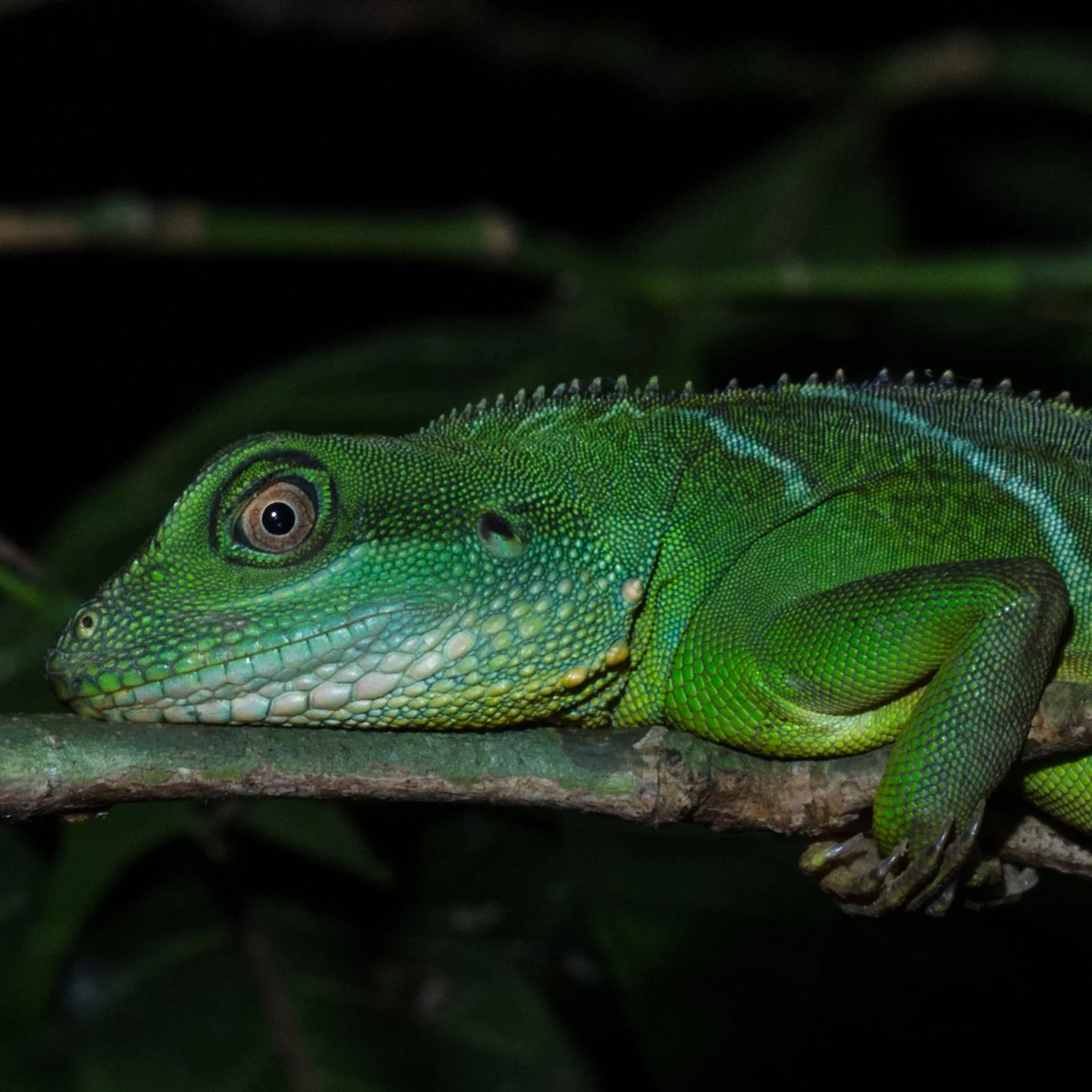 Physignathus cocincinus
Phou Hin Poun NBCA - Khammouane - Laos