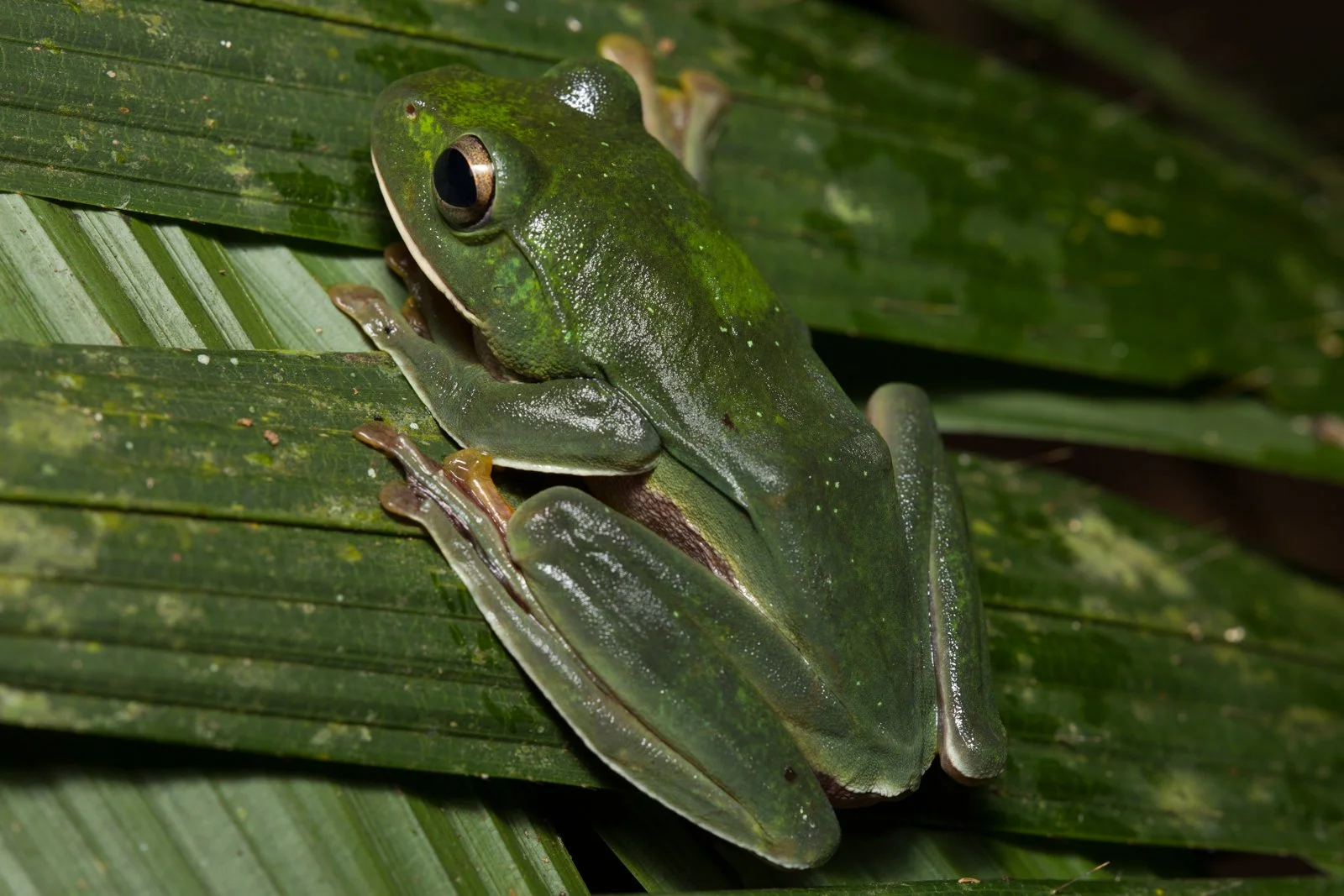 Rhacophorus sp.
Vang Vieng - Laos