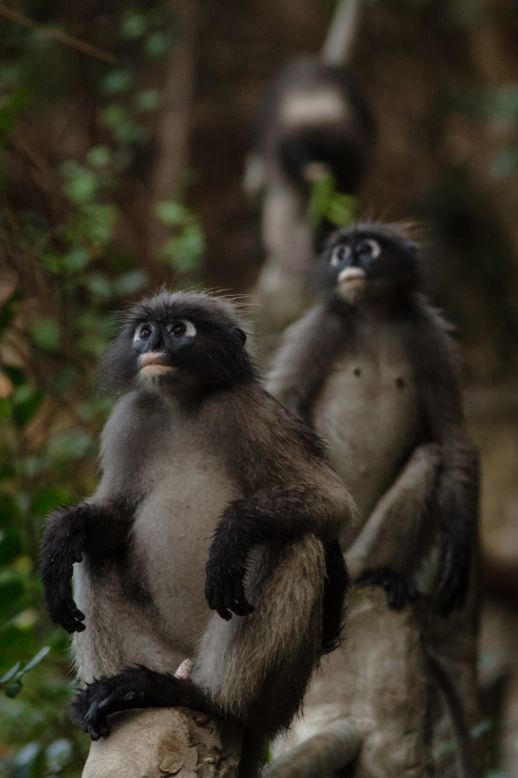 Trachypithecus obscurus
Khao Sam Roi Yot National Park Thailand