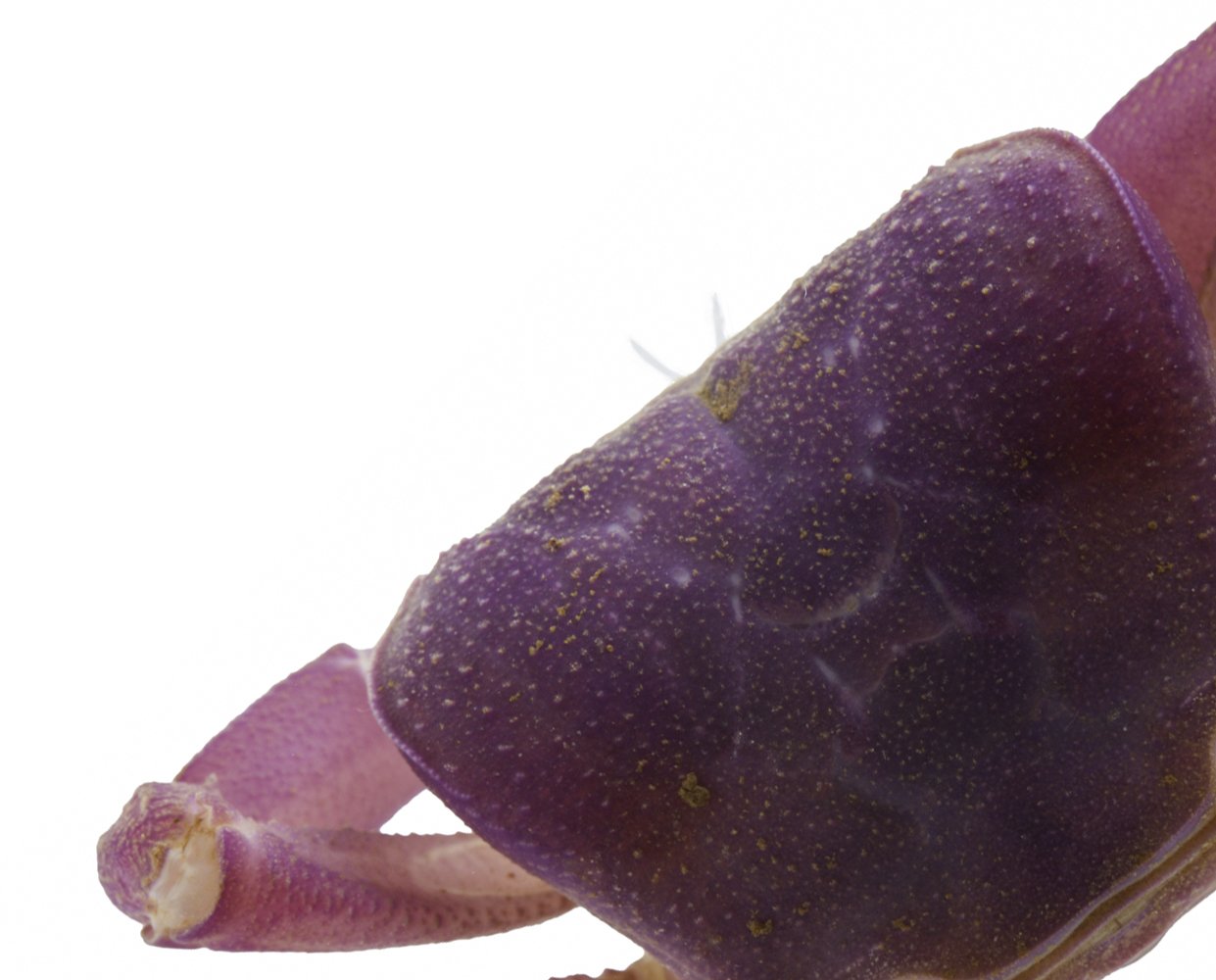 crab rx copy.jpg