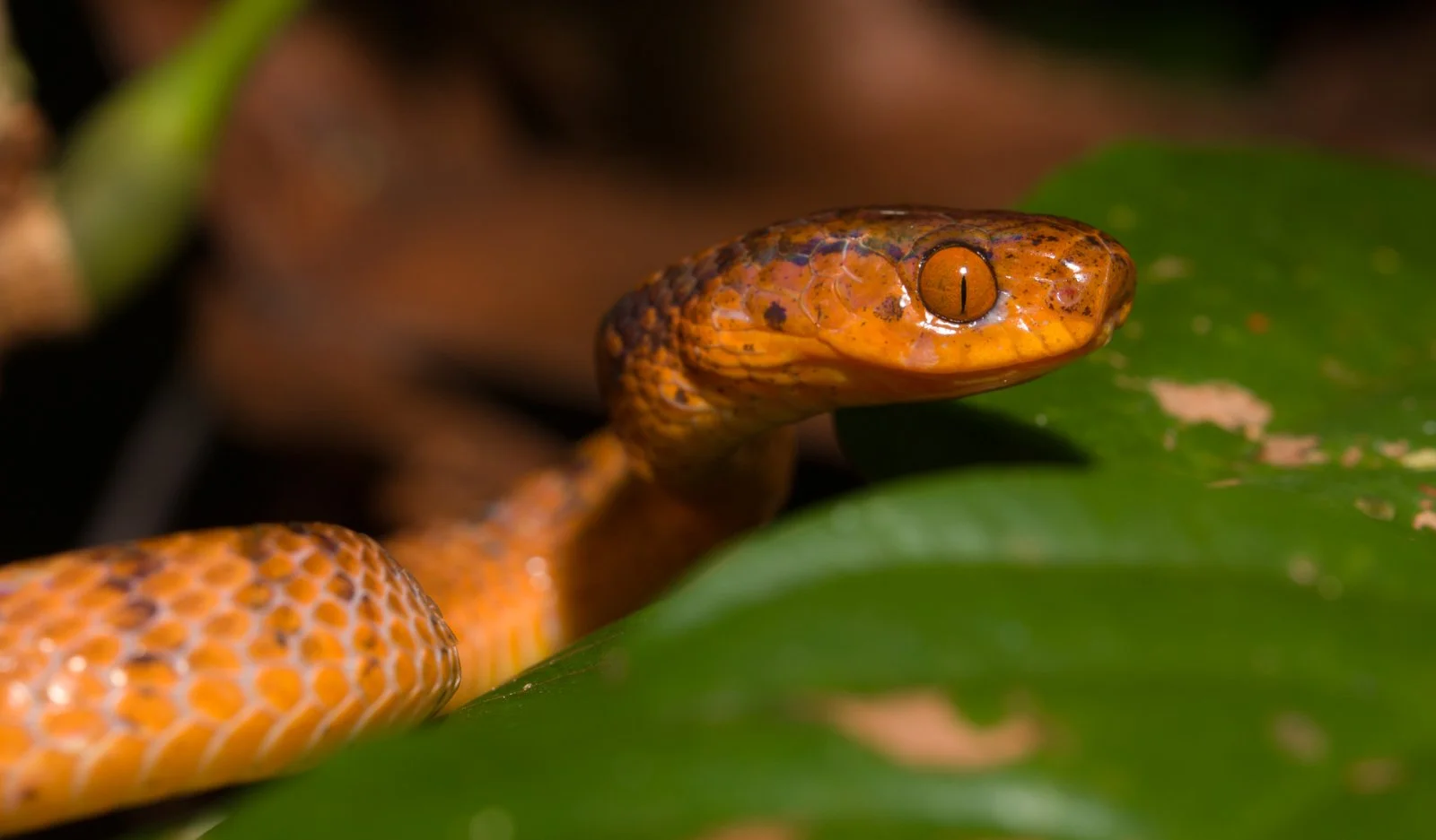 Pareas geminatus 
Vang Vieng - Laos