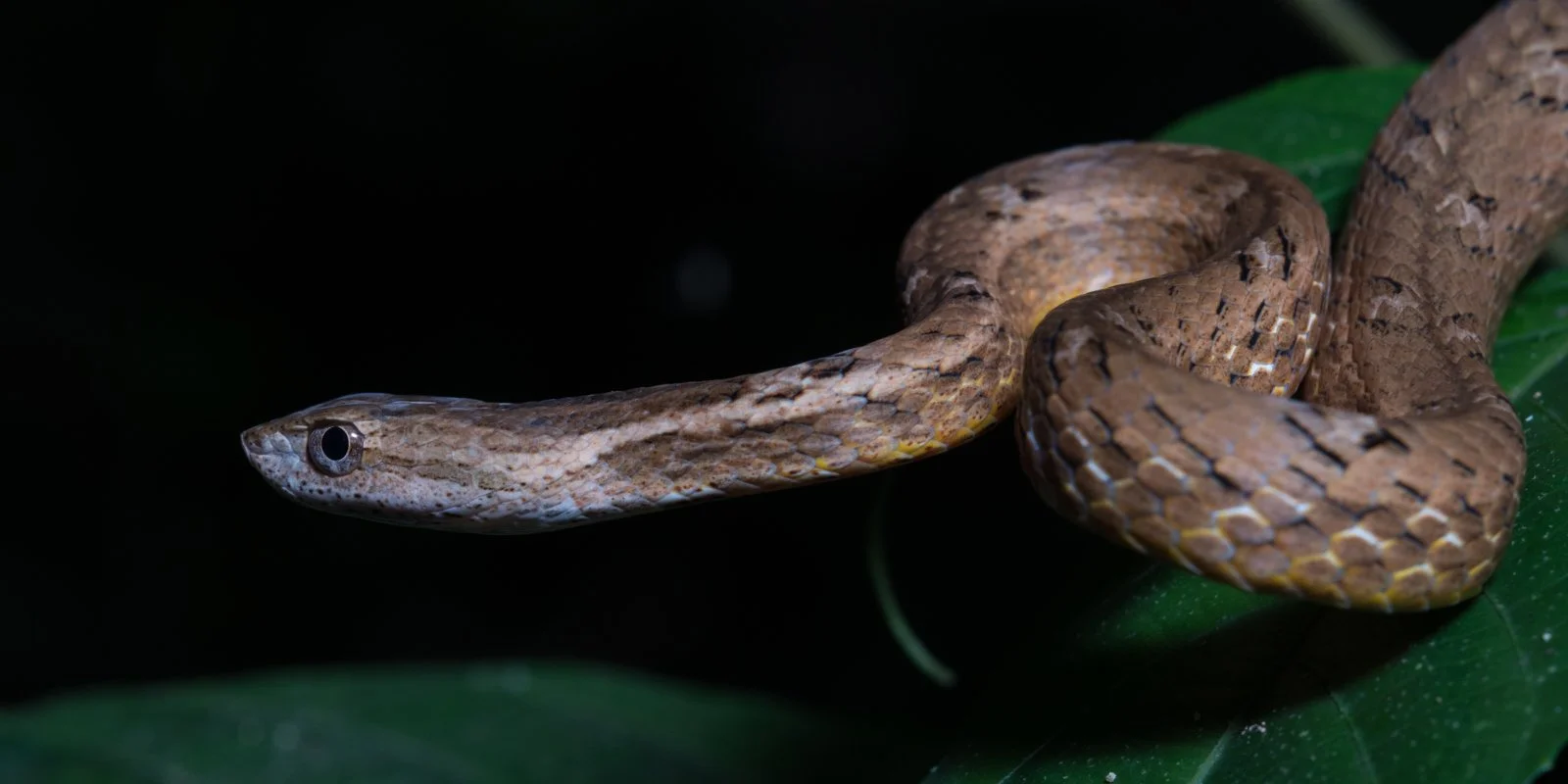 psammodynastes pulverutensis
Phou Khao Kouay National Park - Laos