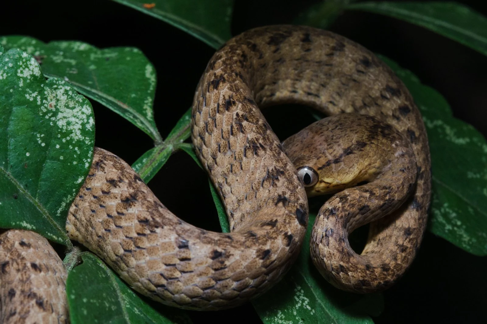 Pareas carinatus 
Kanchanaburi Province - Thailand