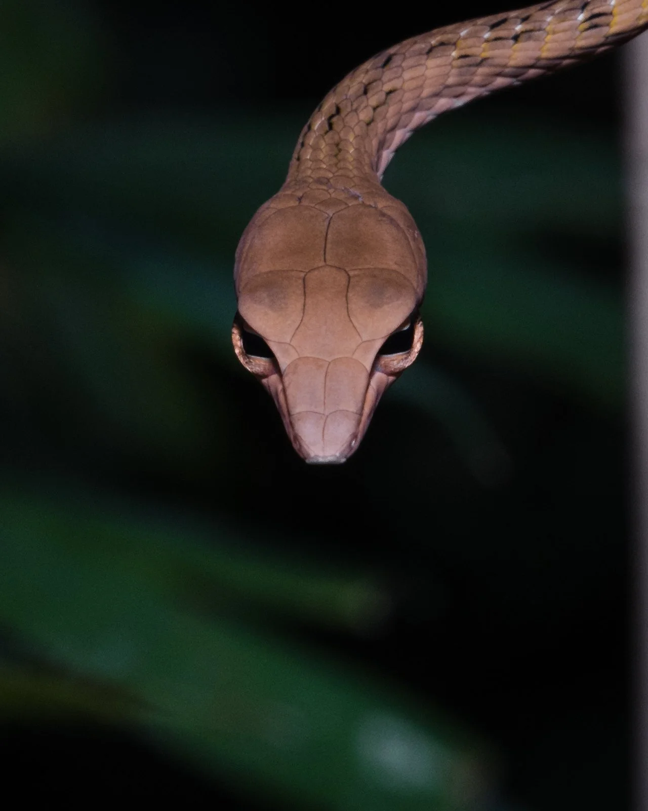 Ahaetulla prasina
Kanchanaburi Province - Thailand