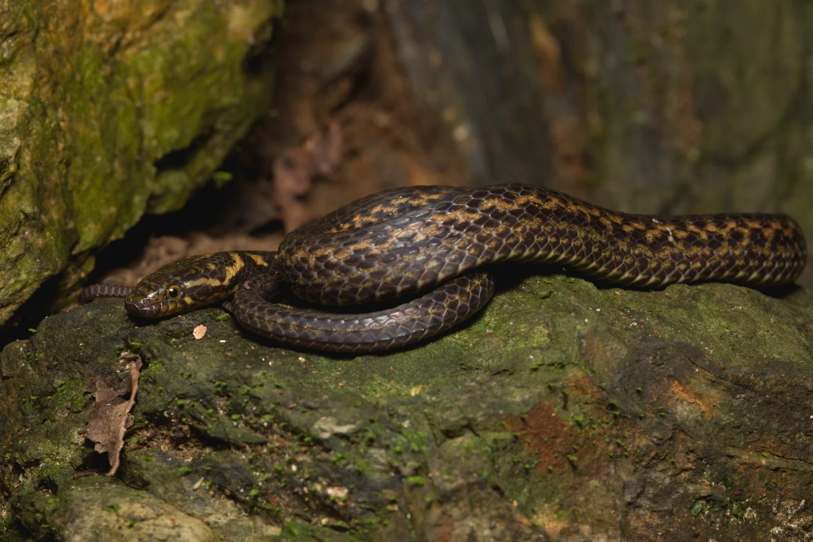 Hebius chapaensis
Vang Vieng - Laos