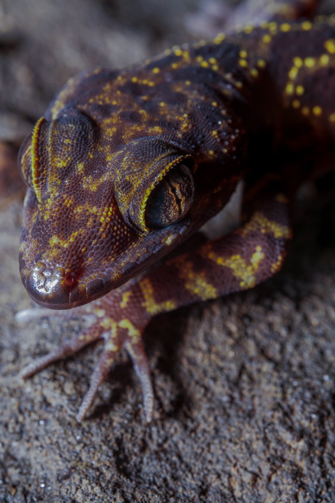 Cyrtodactylus jarujini
Phou Khao Kouay National Park - Laos 