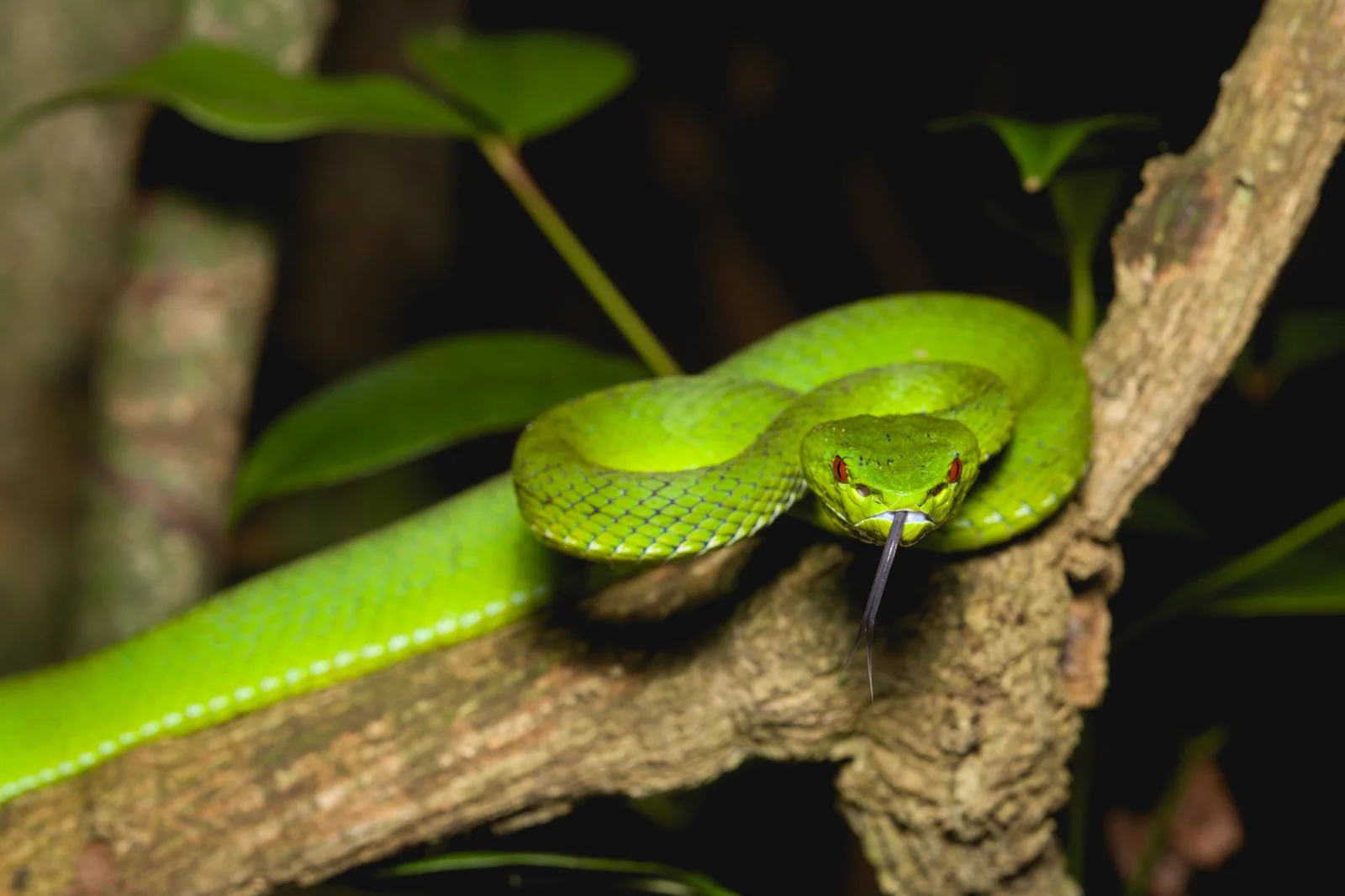 Trimeresurus popeiorum
Vang Vieng - Laos