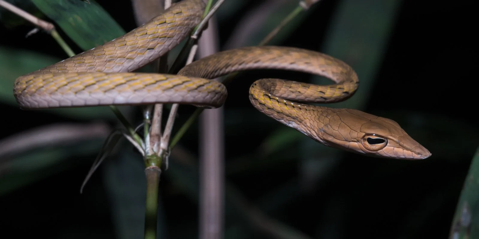 Ahaetulla prasina
Kanchanaburi Province - Thailand
