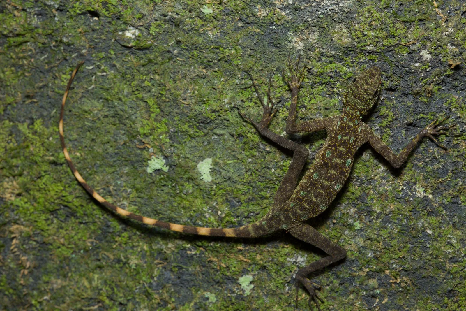 Mantheyus phuwuanensis
Phou Khao Kouay National Park - Laos