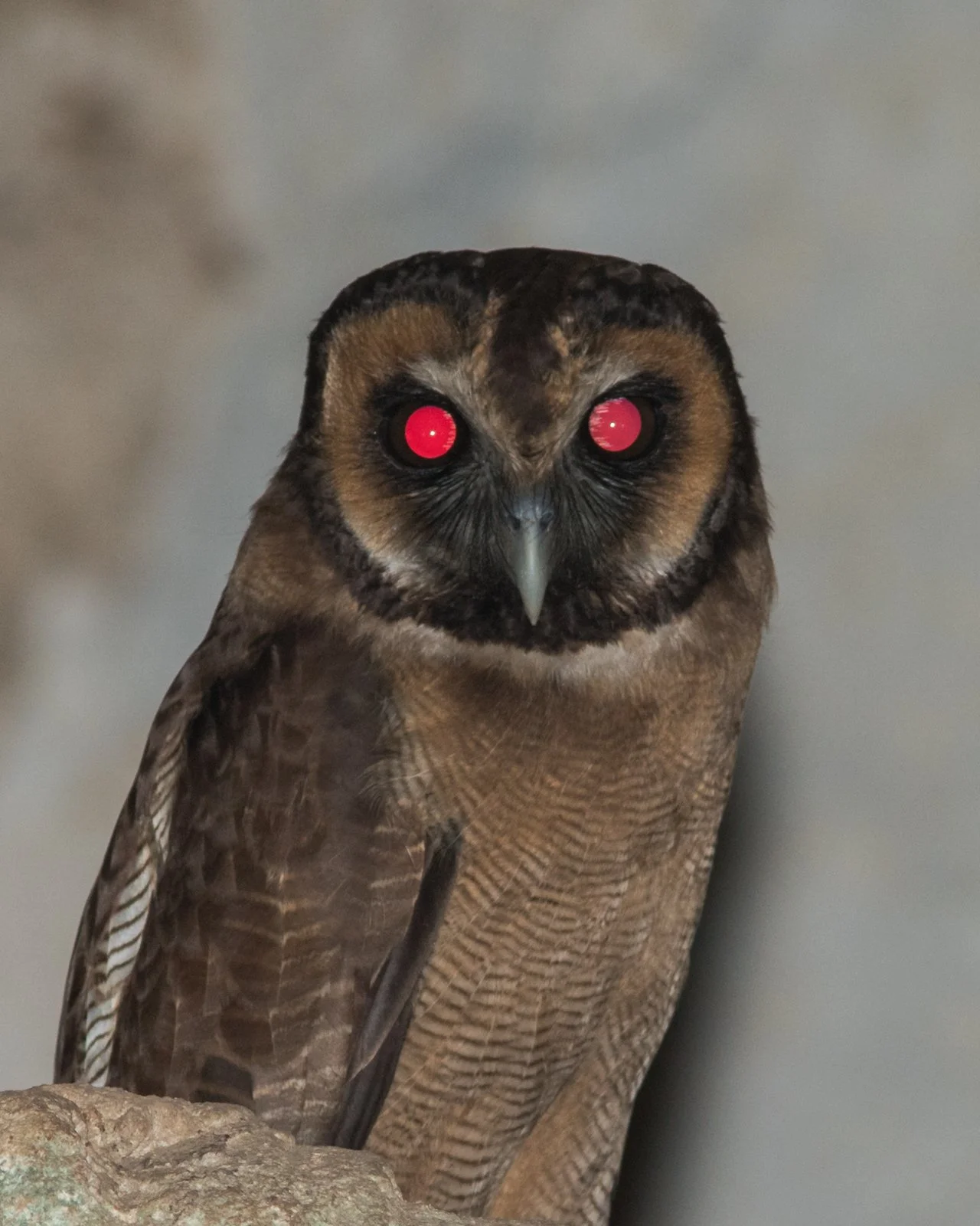 Strix leptogrammatica laotiana
Xayaboury Province - Laos