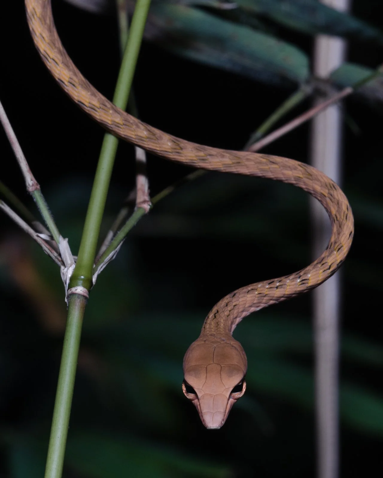 Ahaetulla prasina
Kanchanaburi Province - Thailand