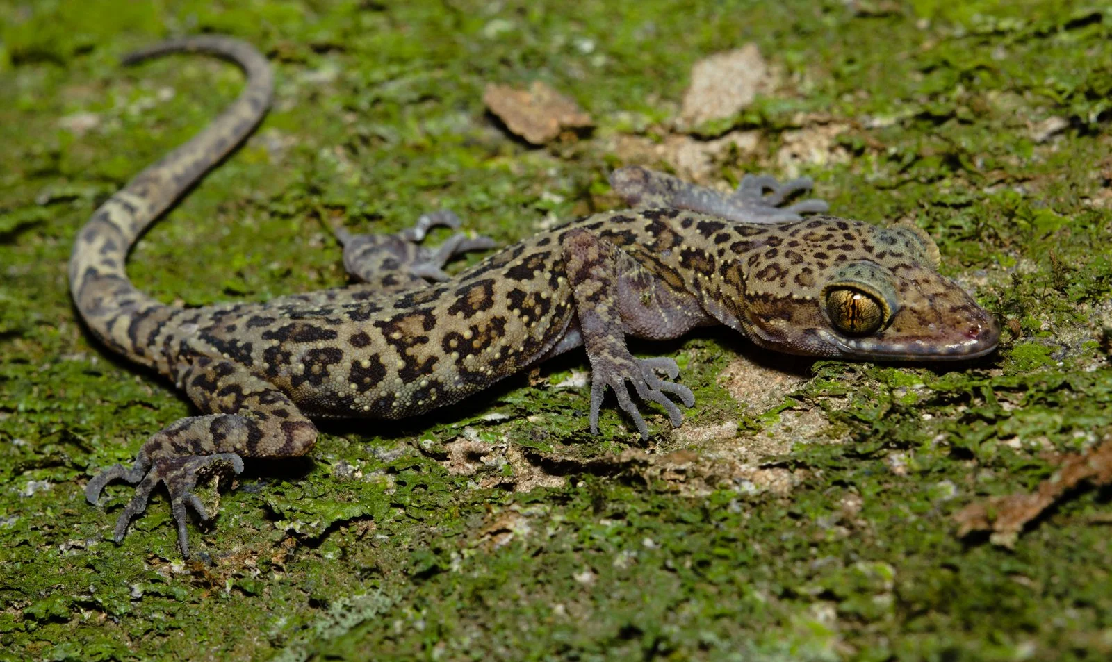 Cyrtodactylus teyniei
Phou Hin Poun NBCA  - Khammouane - Laos