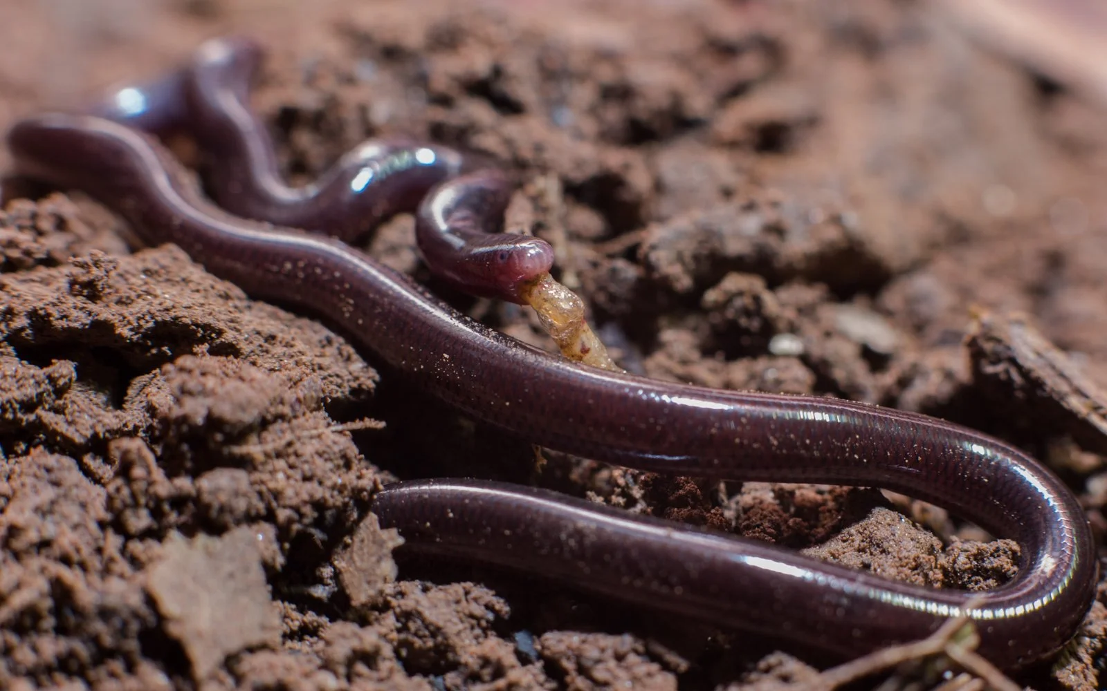 Indotyphlops braminus
Vientiane Capital - Laos