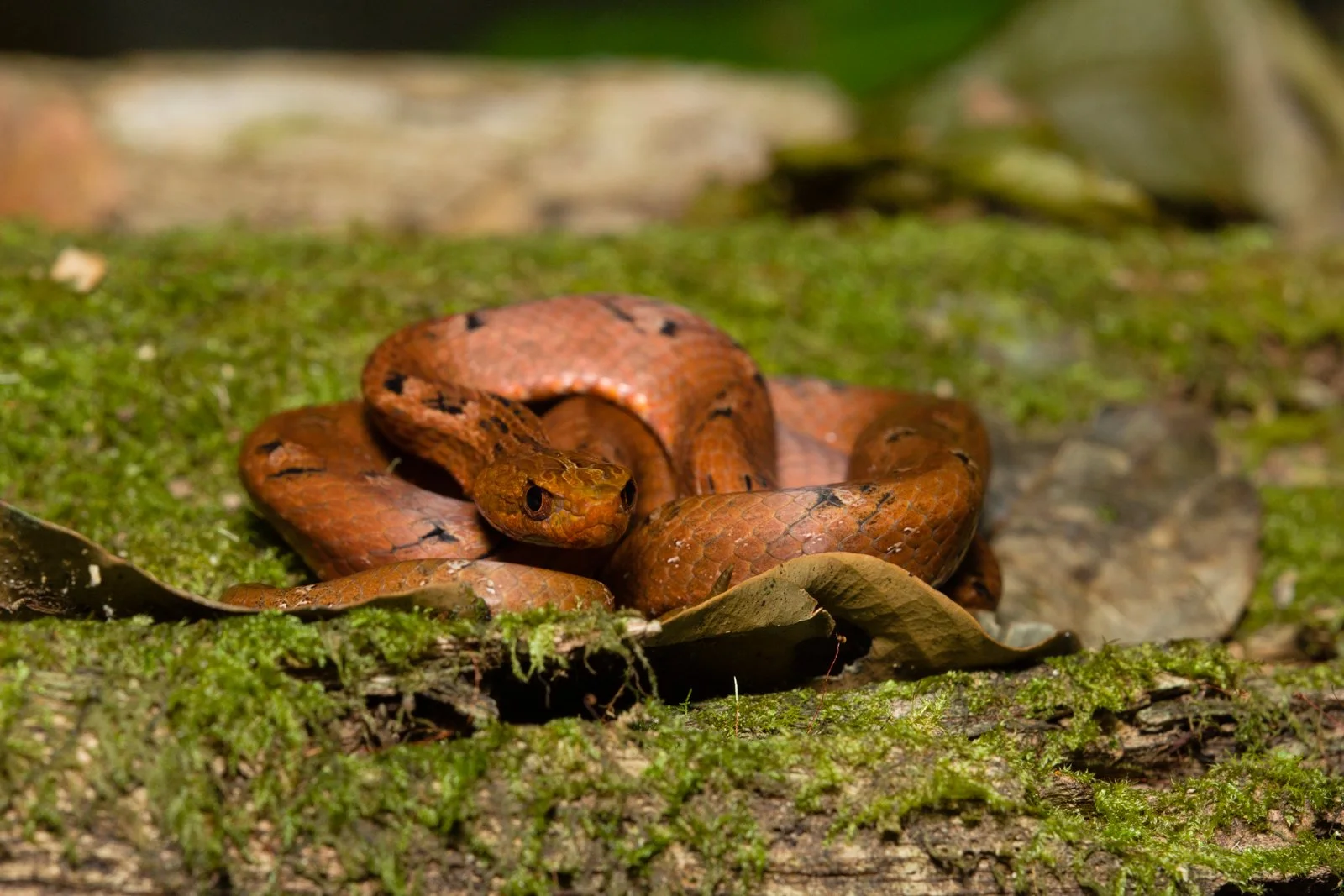psammodynastes pulverutensis
Phou Hin Poun NBCA - Khammouane - Laos