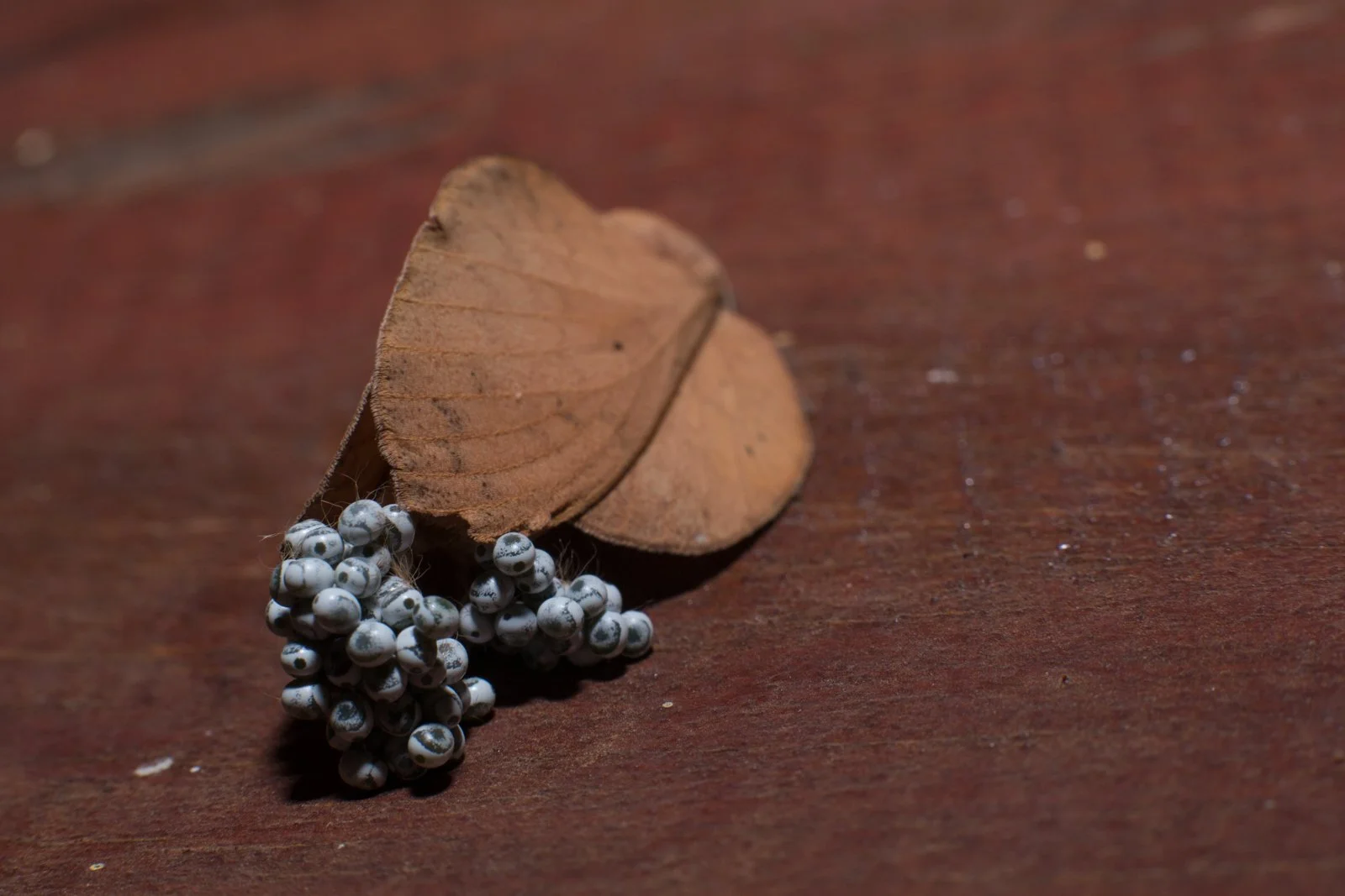 Lasiocampidae
Bokeo - Laos
