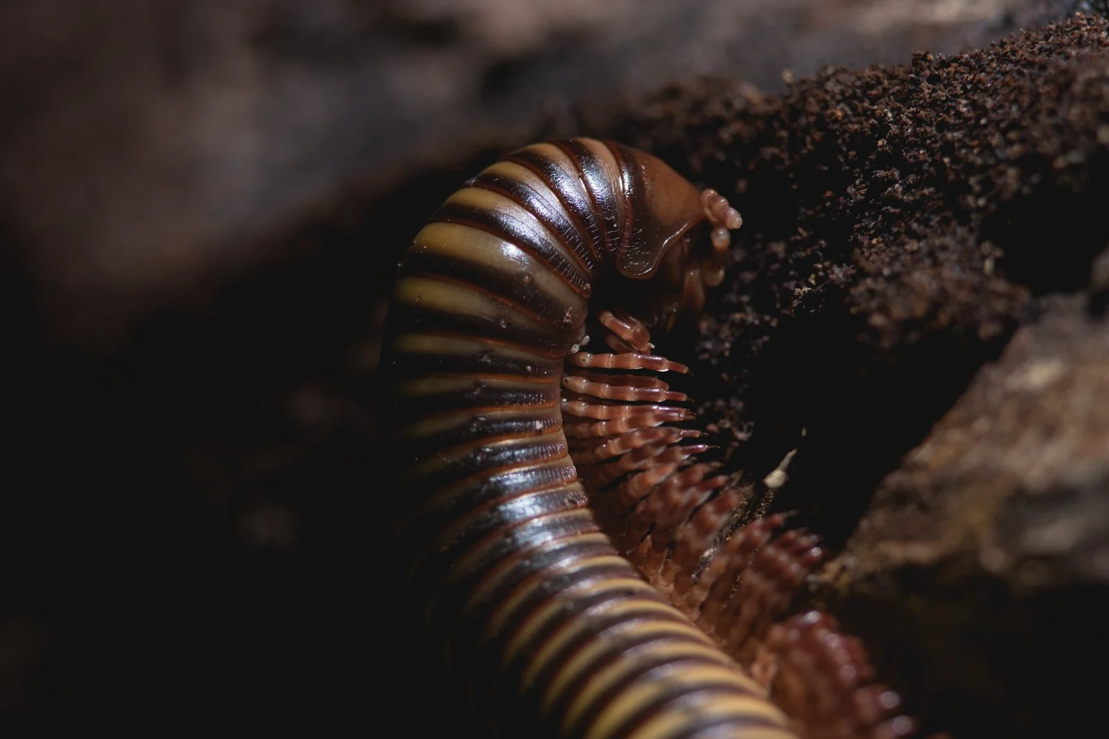 Harpagophoridae
Nam Kan NPA - Bokeo - Laos