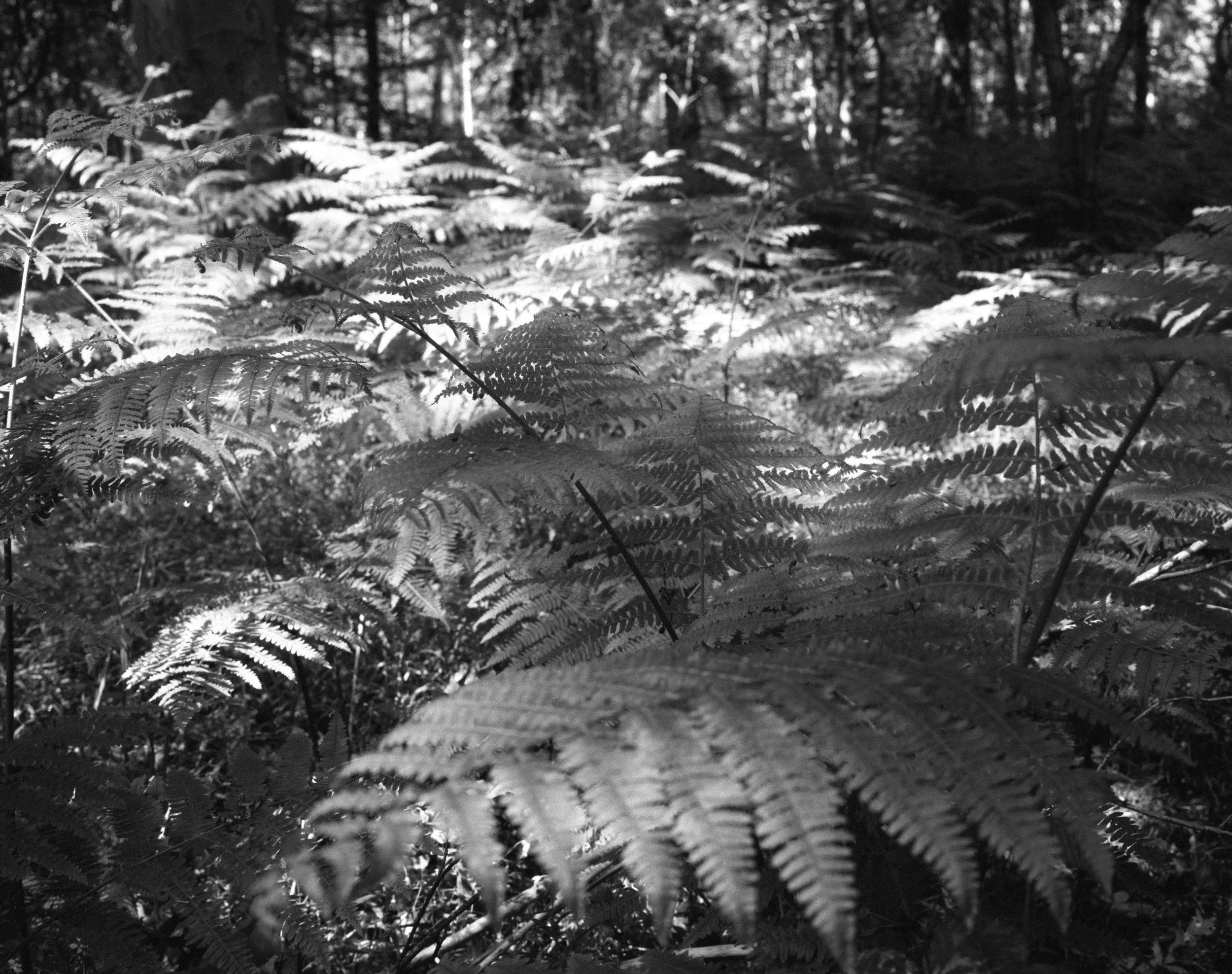 bregne sort hvidt fotografi close up