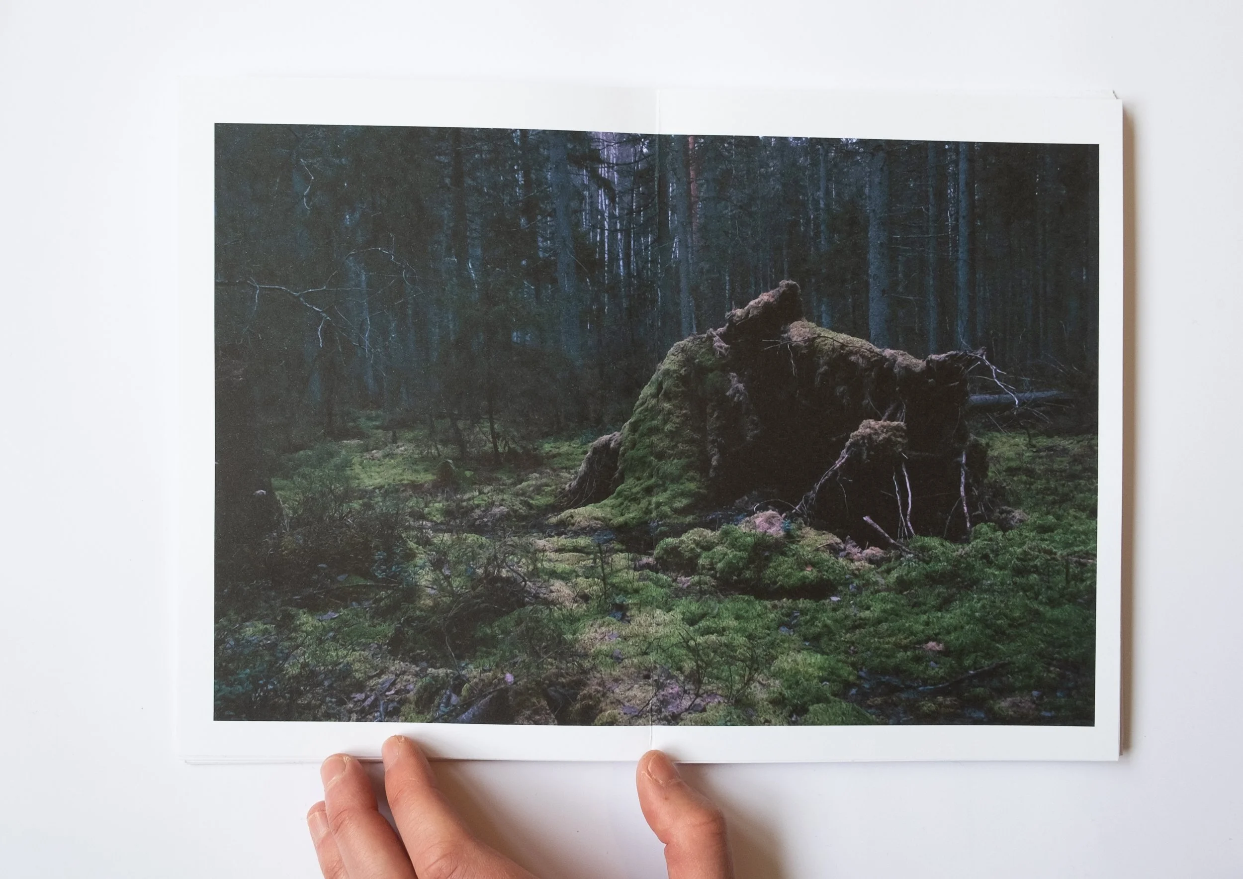 Espoo Finland fallen tree