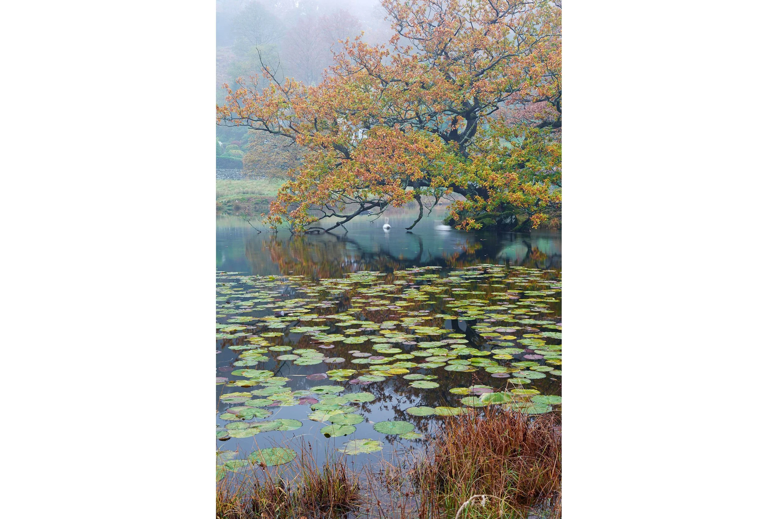 Lily Pads at Rydal Water - Lake District