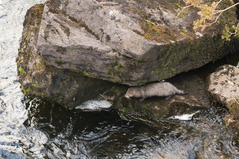 Wild Otter - Old Weir Bridge - Killarney National Park (Ring of Kerry)