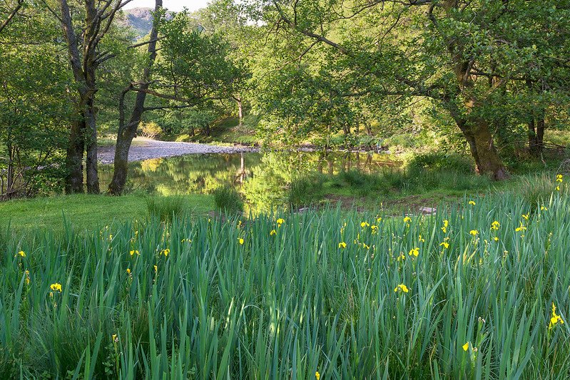 Yellow Flag Iris, Great Langdale Beck - Lake District, UK
