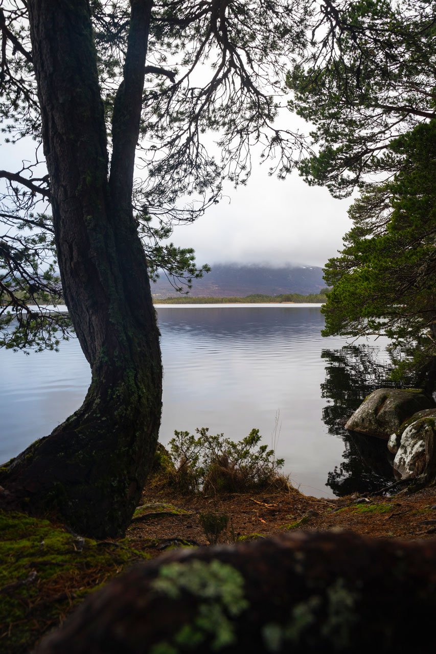 Loch-Garten-Pines-Scotland-Photograph-Nickscape.jpg