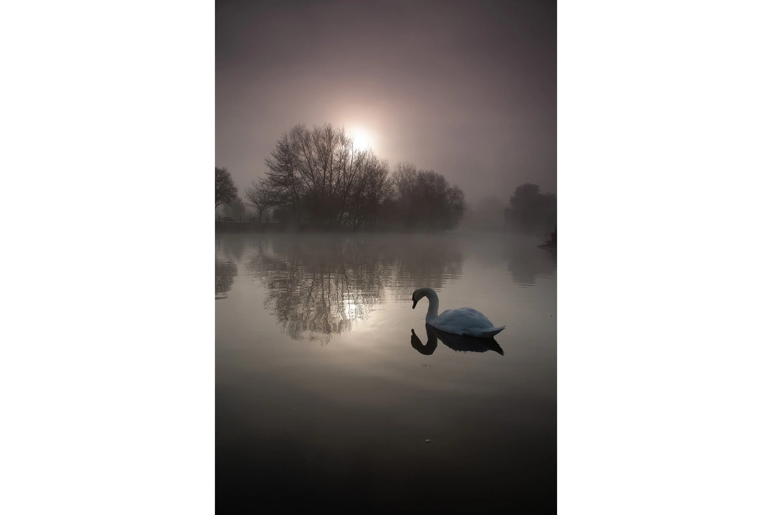 Stratford Swan - River Avon at Dawn - Warwickshire