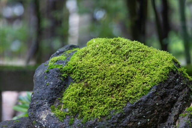 3 Simple ways to Grow Moss — Simply Native