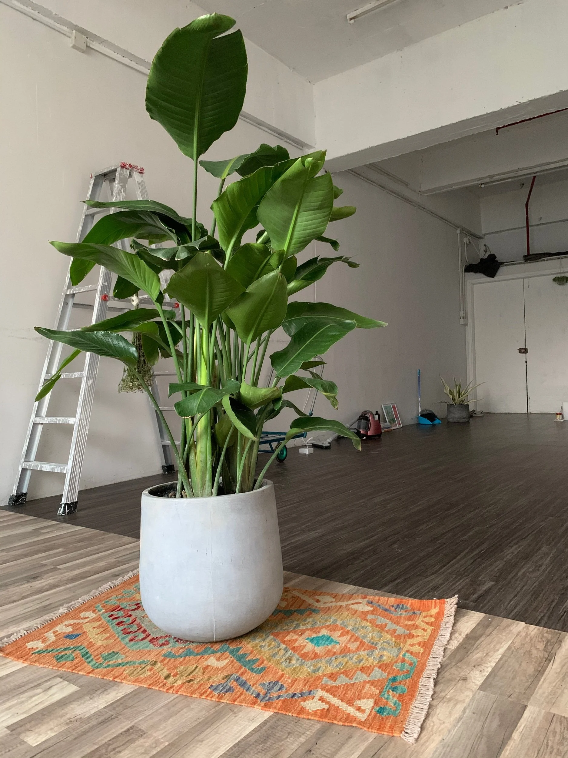 Large potted green plant with broad leaves placed on a colorful orange, blue, and yellow patterned rug inside a spacious, industrial-style room.