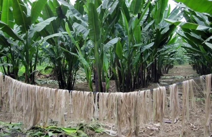 Cornfield with a dried corn silk string for hanging laundry.