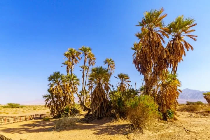 A group of tall palm trees in a desert landscape under a clear blue sky.