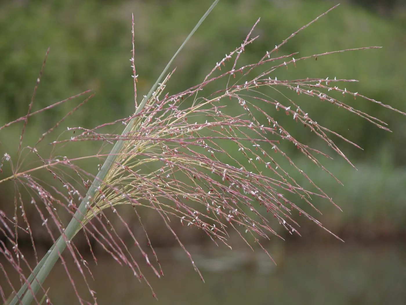 Close-up of pinkish grass seed heads with thin, elongated spikes and white grains, blurred green background.