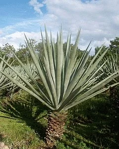 Large desert plant with long, pointed, bluish-green leaves radiating outward, situated outdoors with green grass and trees in the background.