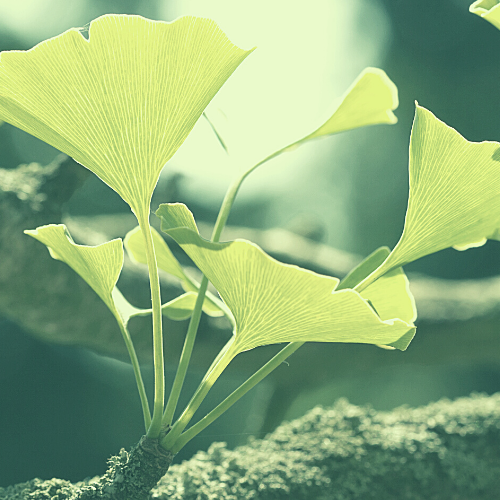 Untitled design (32).png