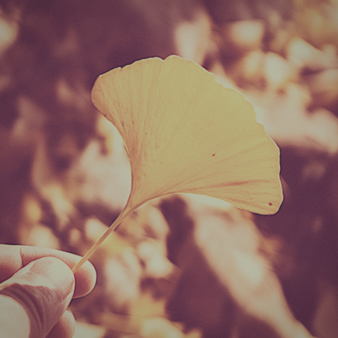 Bearers of Hope Conference