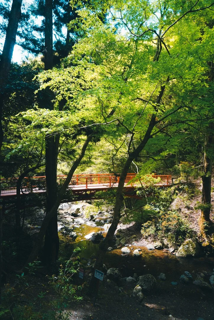 08248739-E32A-45DE-8F64-50F8522532D8_1_105_c.jpeg