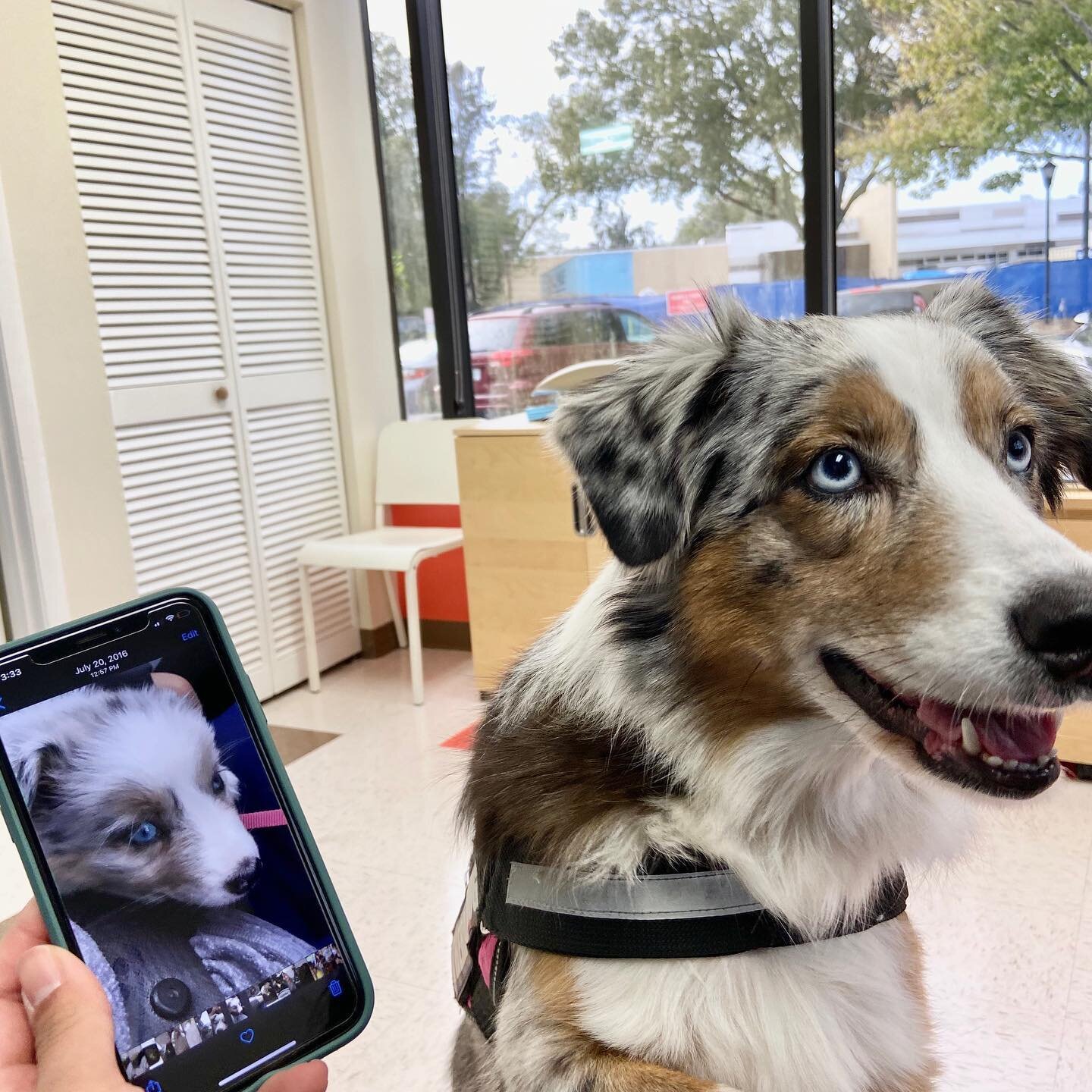 #tbt when I was a just little ball of fluff!#aussiesofinstagram #therapydog #pediatricorthopedics #pediatrics #orthopedics #australianshepherd