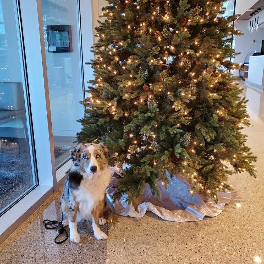 Happy Merry Christmas from us to you! Hope it&rsquo;s filled with love, joy, and food! #merrychristmas #familytime #therapydog #aussiesoﬁnstagram #drbrocks #pediatricorthopedics #pediatricorthopedicsurgeon #servicedog