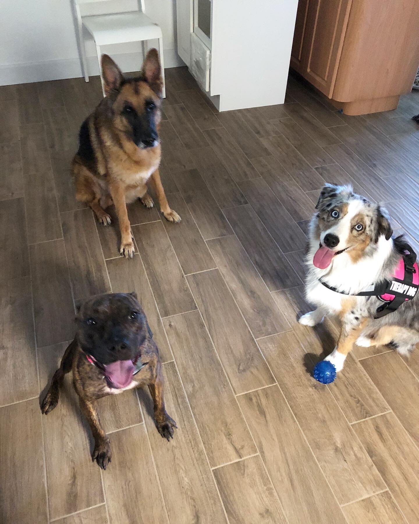 Hanging out with my sister, Daisy, and my best bud, B! They bring joy to my life! Who are your best friends? #bestfriendgoals #therapydog #therapydogsofinstagram #pobar #drbrocks #pediatricorthopedics #orthopedicsurgery #pediatrics